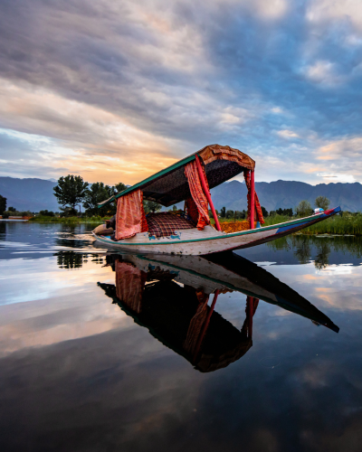 Srinagar Tulip