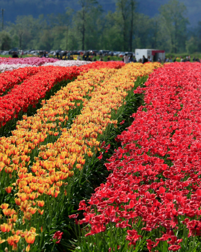 Kashmir Tulip Special