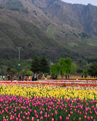 Srinagar Tulip