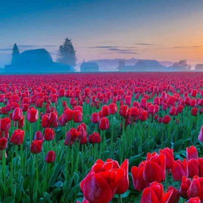 Tulip Garden